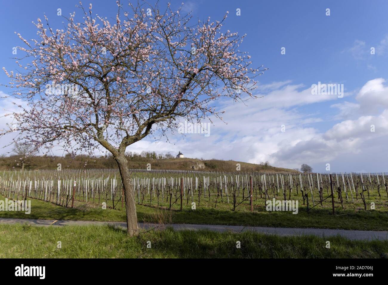 Blossoming almond tree (Prunus dulcis) in front of the Little Kalmit Stock Photo