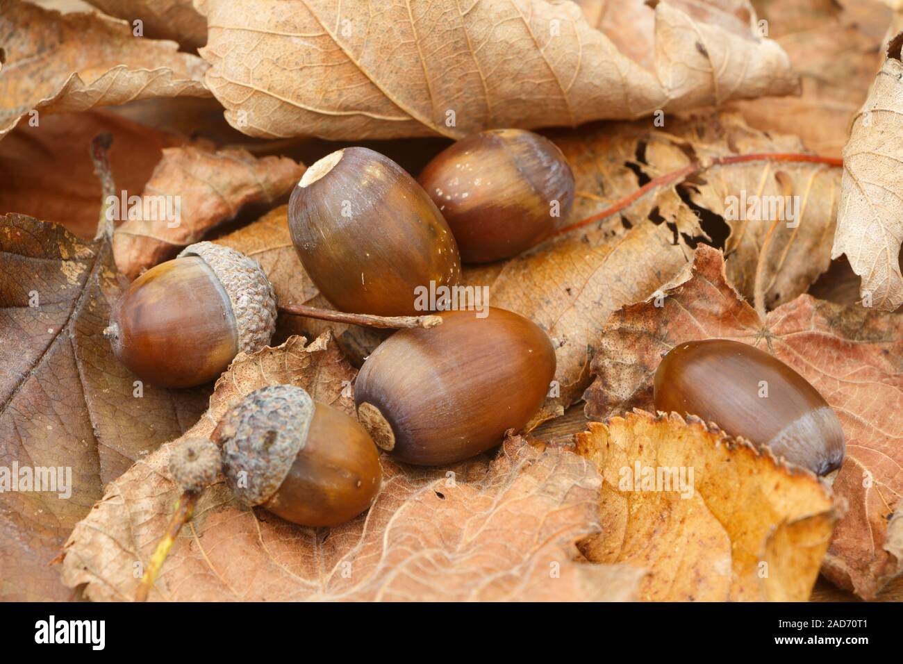 Acorns, dead leaves and cupules during autumn Stock Photo