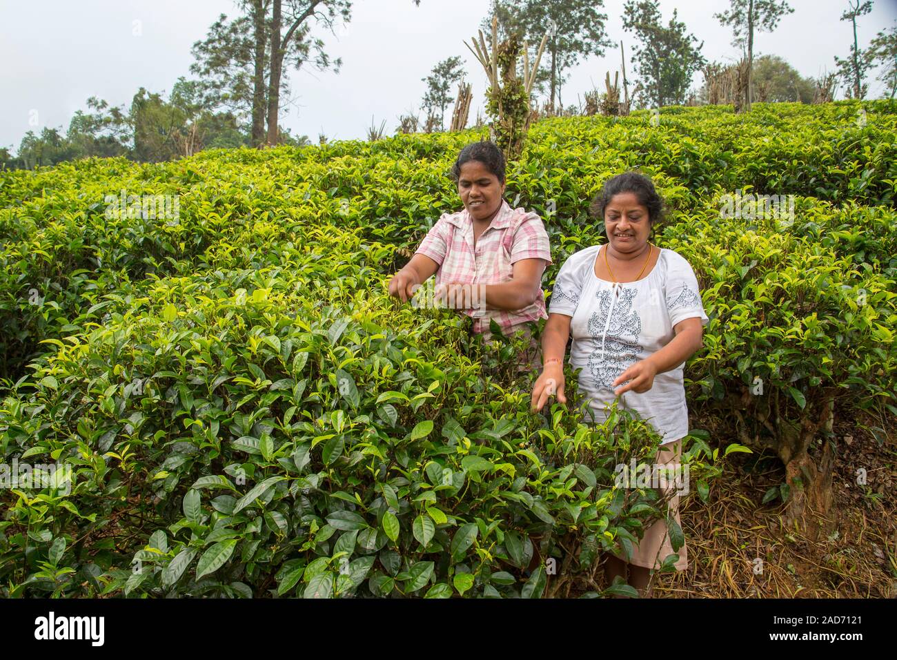 Tea pickers in 'Hill Tea Country', Sri Lanka. Stock Photo