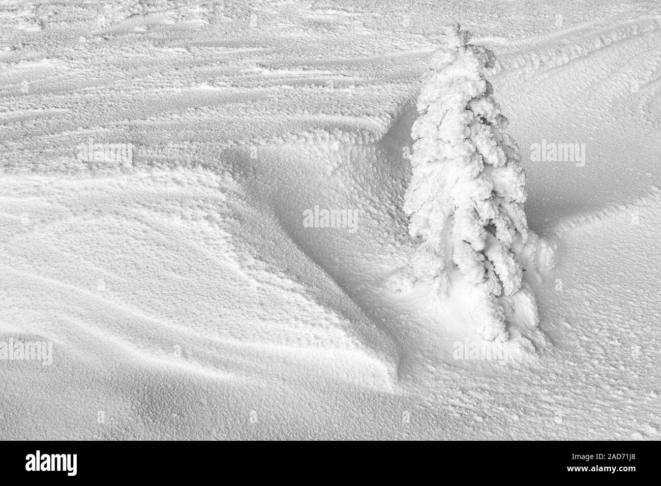 Snow covered spruce, Lapland, Sweden Stock Photo