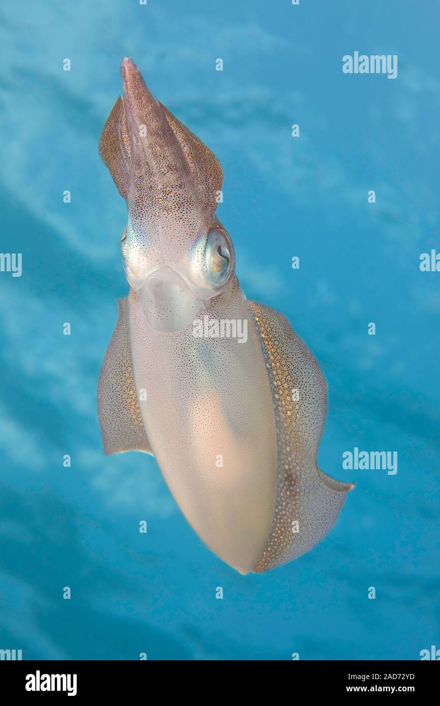 An oval squid, Sepioteuthis lessoniana, hoovers just below the surface. These can reach 14 inches in length.  Photographed off the island of Yap, Micr Stock Photo