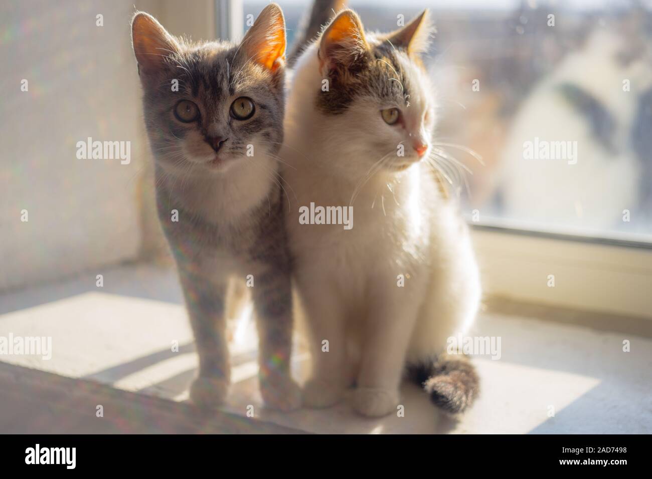Two cute kittens on the sunny windowsill. Stock Photo