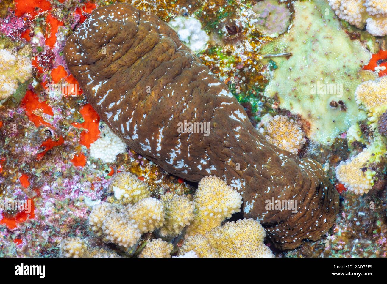 The white spotted sea cucumber, Actinopyga mauritiana, reaches about 8 inches in length, Hawaii. Stock Photo