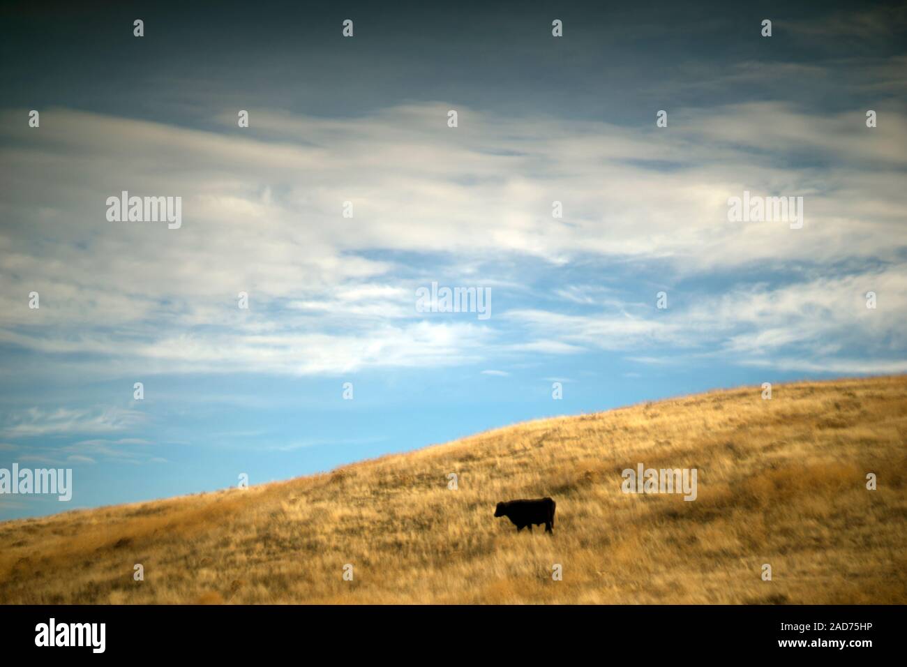 Beef cow grazing hi-res stock photography and images - Alamy