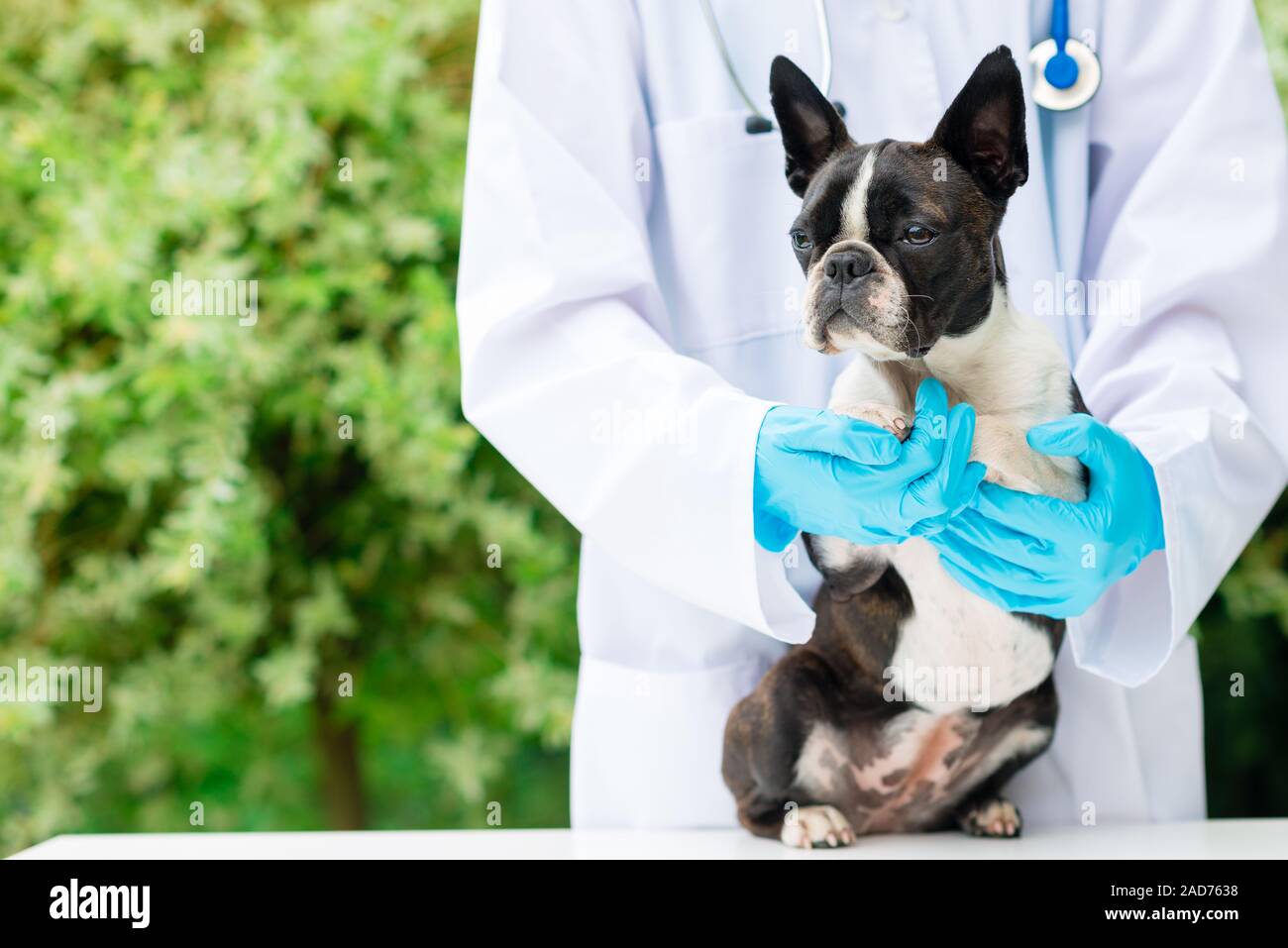 vet hands holding a Boston Terrier dog Stock Photo