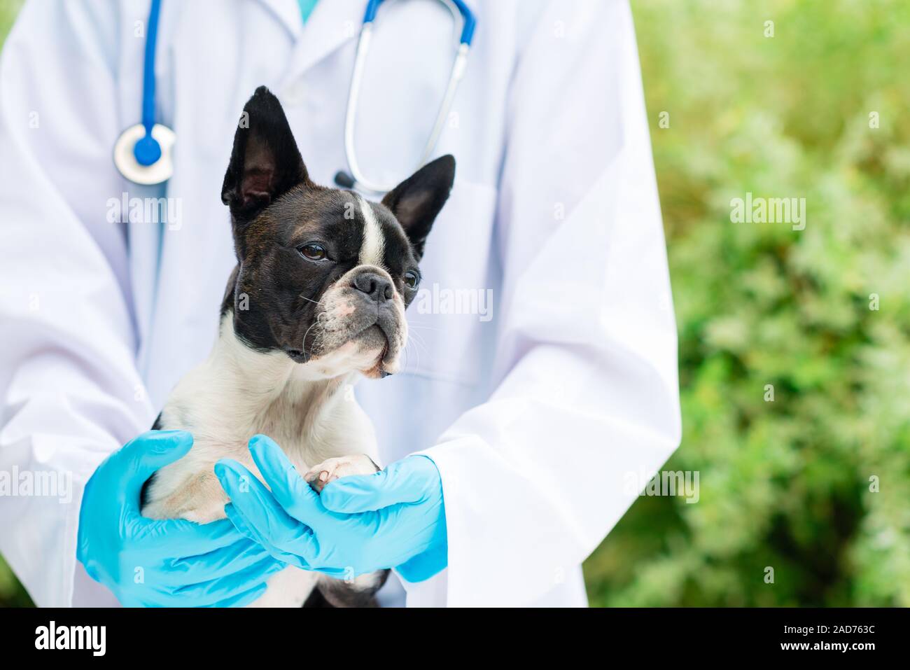 vet hands holding a Boston Terrier dog Stock Photo