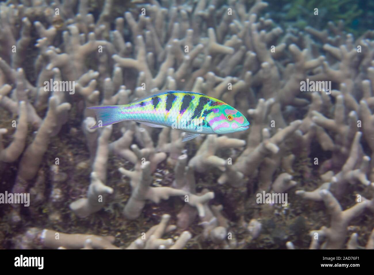 An adult sixbar wrasse, Thalassoma hardwicke, reaches 8 inches in length, Yap, Micronesia. Stock Photo