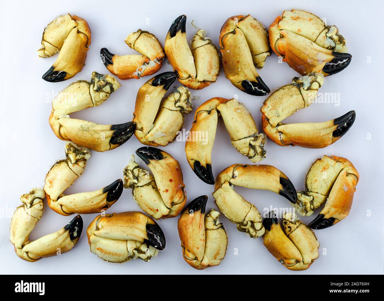 Coocked Brown Atlantic Crab claws isolated on white. Top down view. Stock Photo