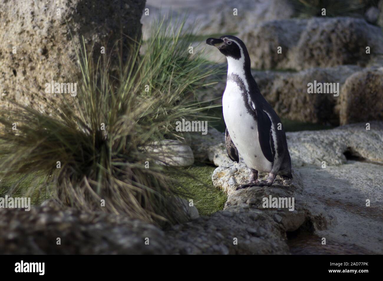 Posing penguin Stock Photo