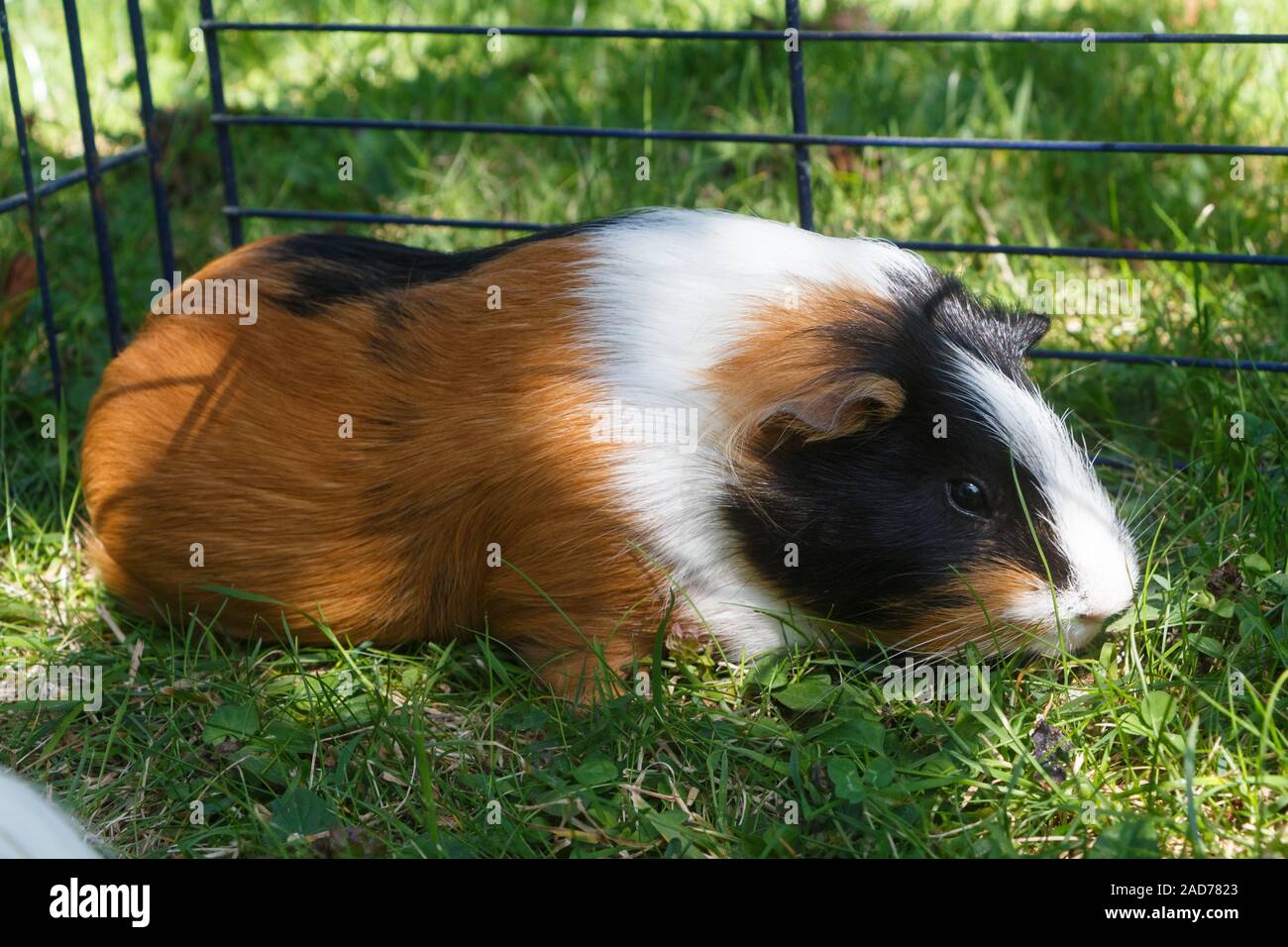 Guinea Pig Under A Wire Fencing On The Grass Of A Garden Stock