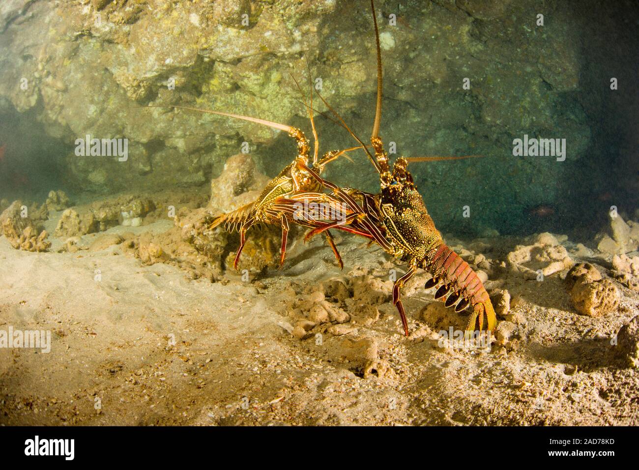 These two tufted spiny lobster, Panulirus penicillatus, appear to be fighting in the back of a cave off the coast of Lanai, Hawaii. Stock Photo