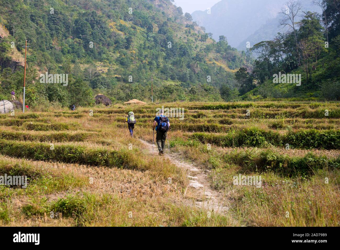 Hikers trekking through paddy rice fields at harvest time near Pithun