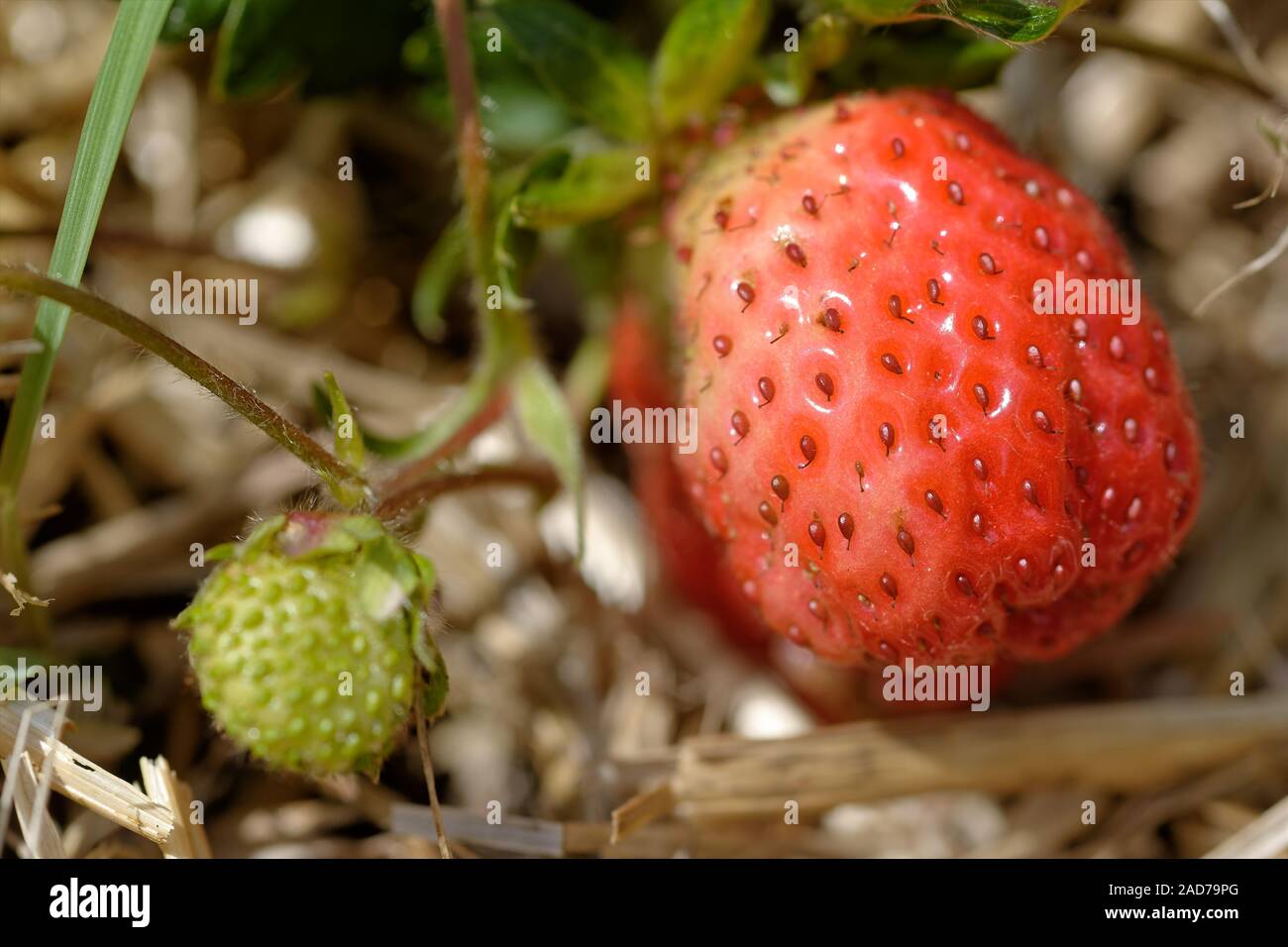 Strawberries in the garden Stock Photo