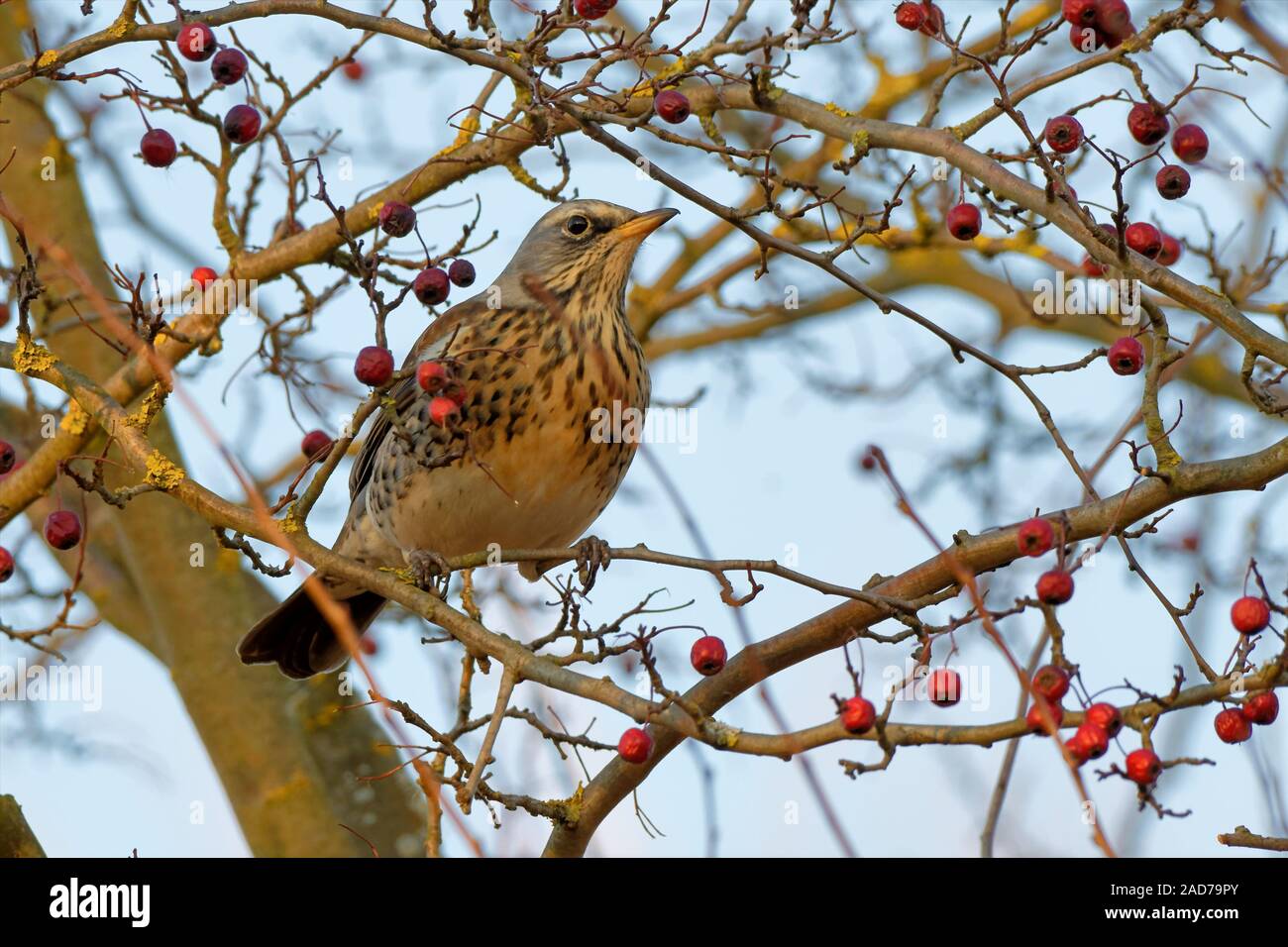Juniper Thrush Stock Photo