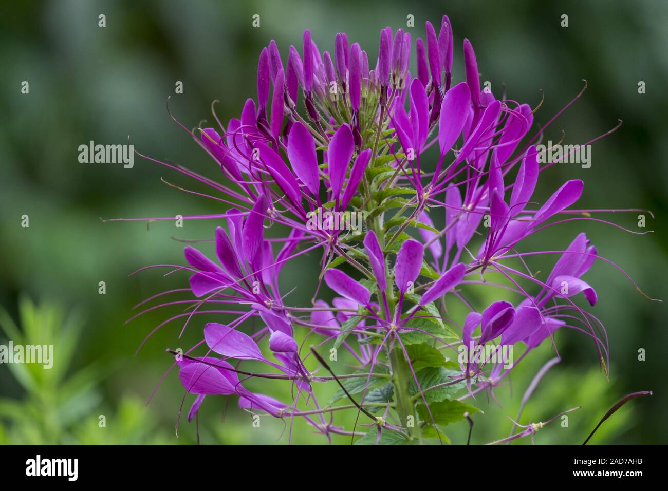 Spider flower or spider plant (Cleome spinosa, Cleome hassleriana