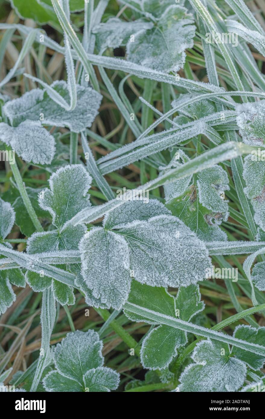 Collapsed & wilted Alexanders leaves / Smyrnium olusatrum frozen by hard winter frost, possibly causing intercellular freezing within th frosty leaves Stock Photo