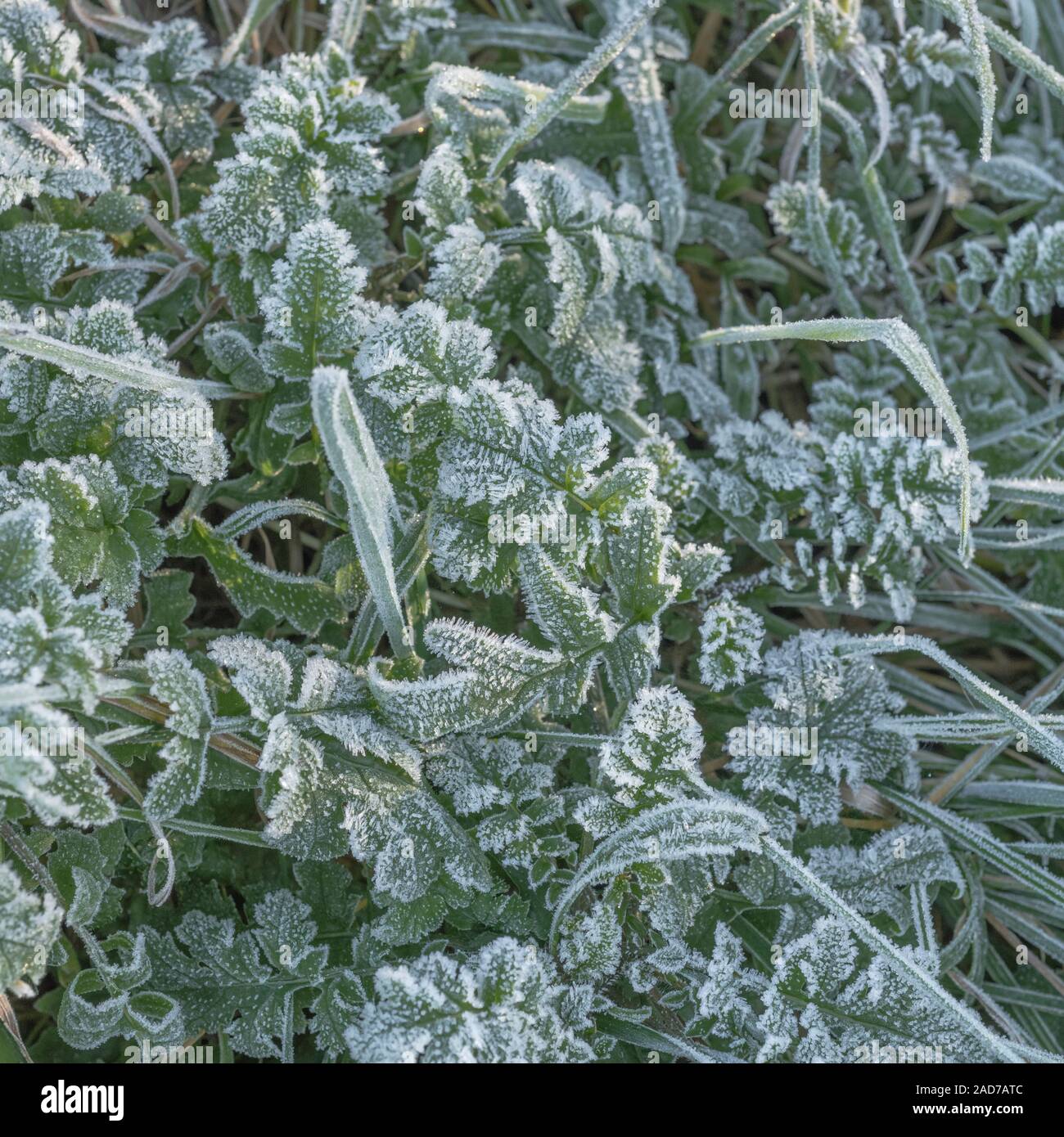 Hard winter frost on young new growth of Sea Radish / Raphanus raphanistrum ssp. maritimus = Raphanus maritimus & frost covered grass. Frosty leaves. Stock Photo