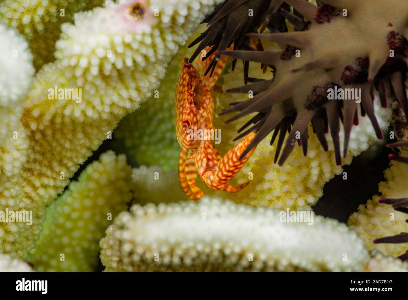 This yellow spotted guard crab, Trapezia flavopunctata, is pinching the tube feet of a crown-of-thorns sea star in defense of its antler coral, Pocill Stock Photo