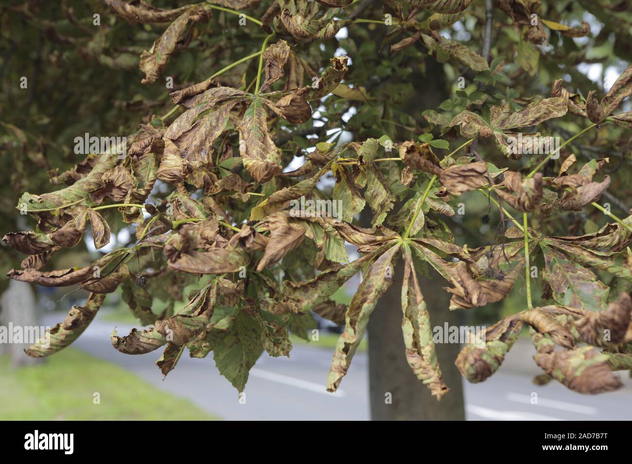 Kastanienminiermotte, horse chestnut leafminer, Cameraria ohridella, Stock Photo