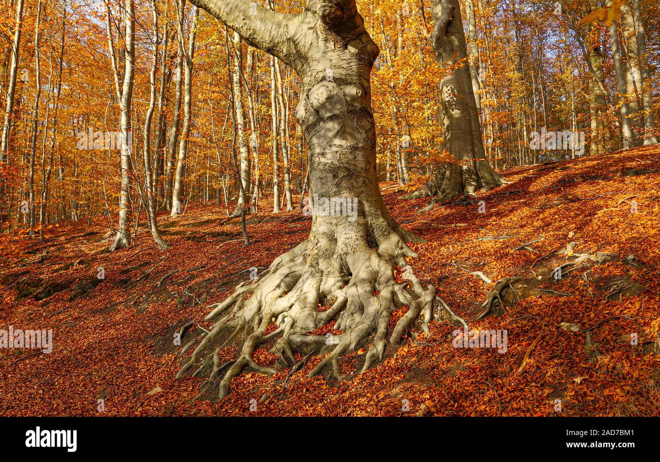 Fall Aesthetic High Resolution Stock Photography And Images Alamy Fall Aesthetic High Resolution Stock Photography And Images Alamy