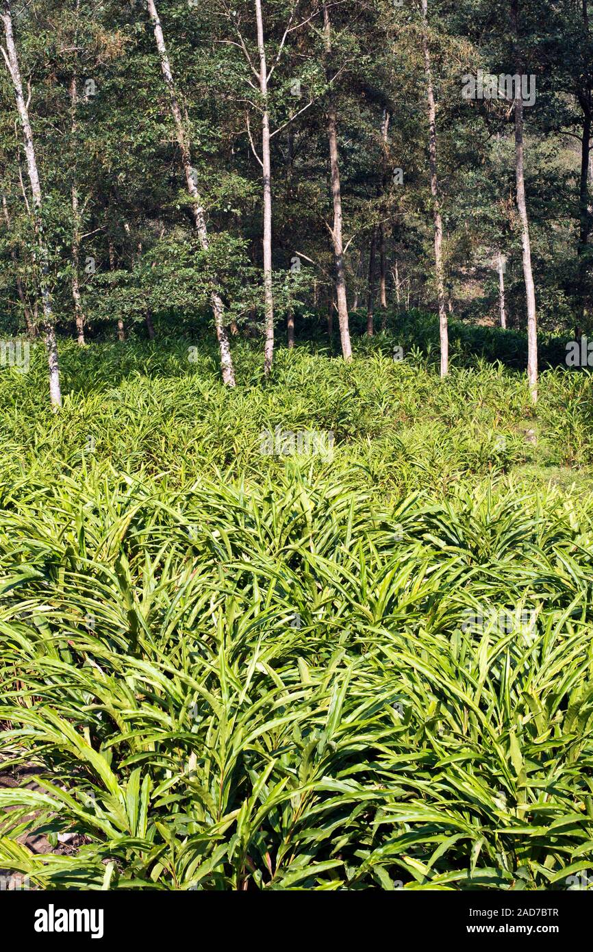 Cardamom plantation growing in field near Taplethok,Taplejung District