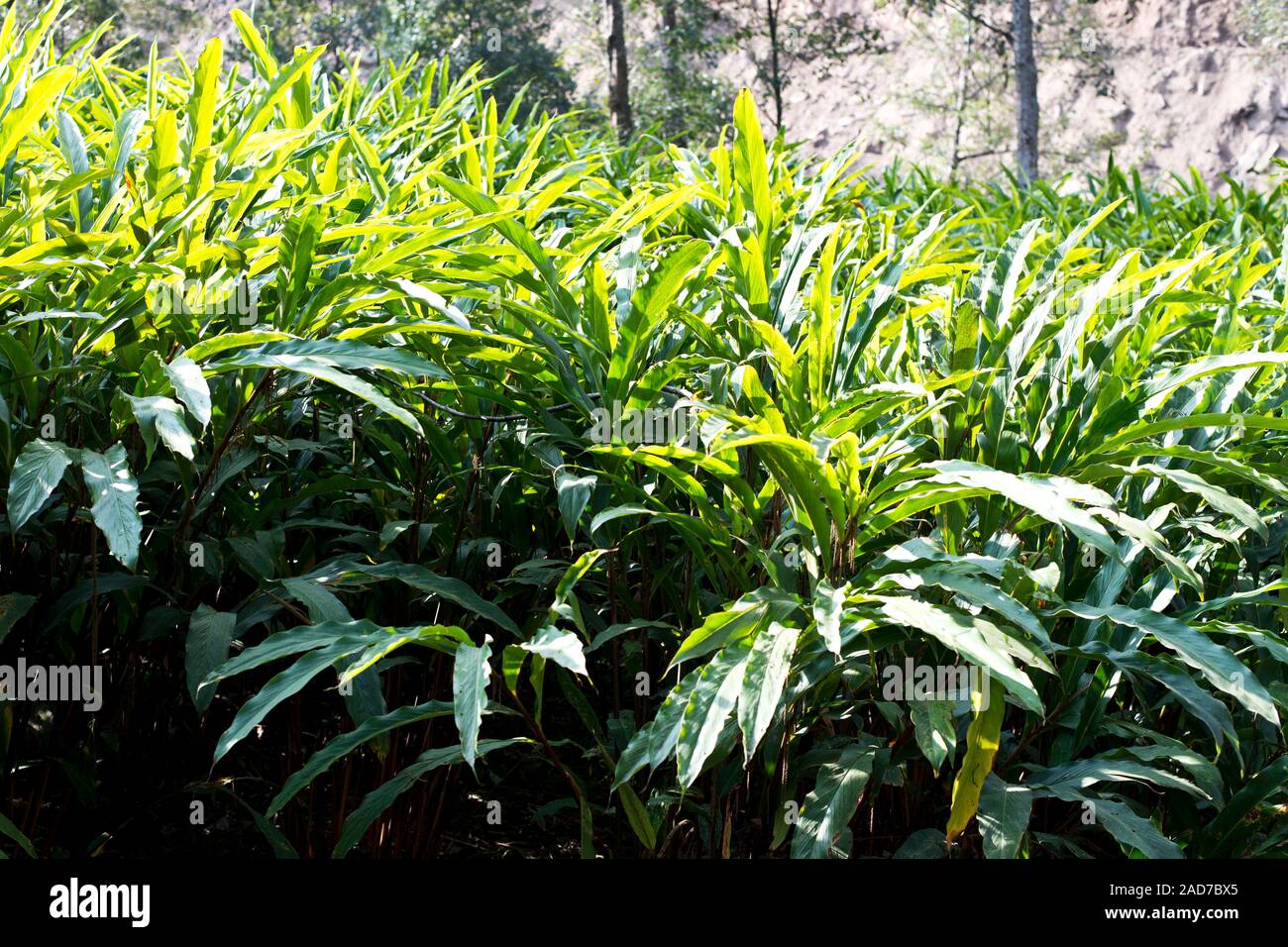 Cardamom Plantation Hi Res Stock Photography And Images Alamy Cardamom Plantation Growing In Field Near Taplethoktaplejung District Nepal 2AD7BX5