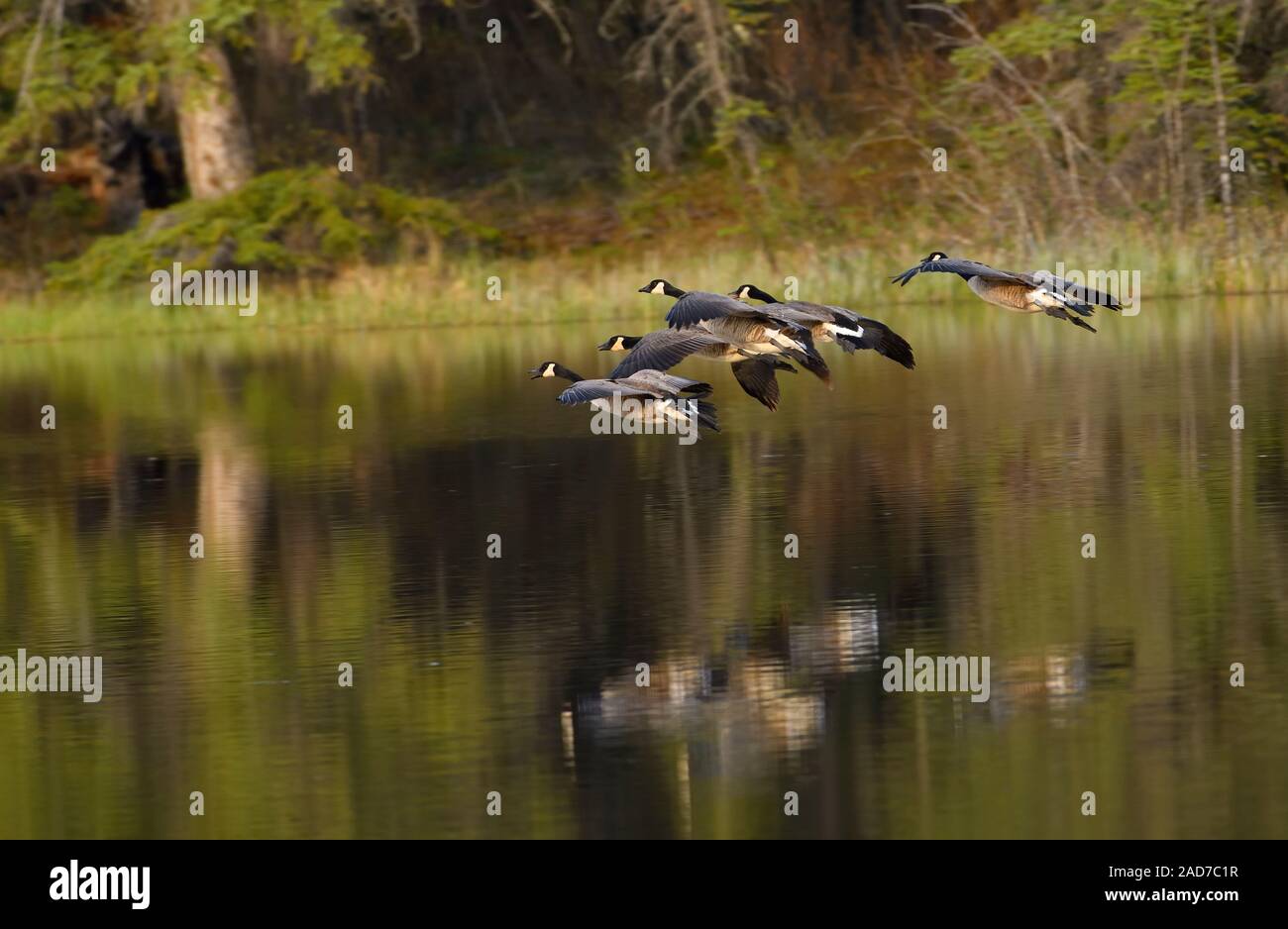 A flock of Canada Geese 'Branta canadensis', flying in for a landing in the calm waters of Maxwell Lake in Hinton Alberta Canada. Stock Photo