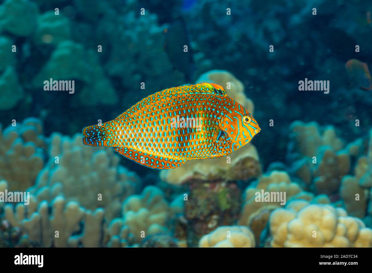 The shortnose wrasse, Macropharyngodon geoffroy, is found only in Hawaii. Stock Photo