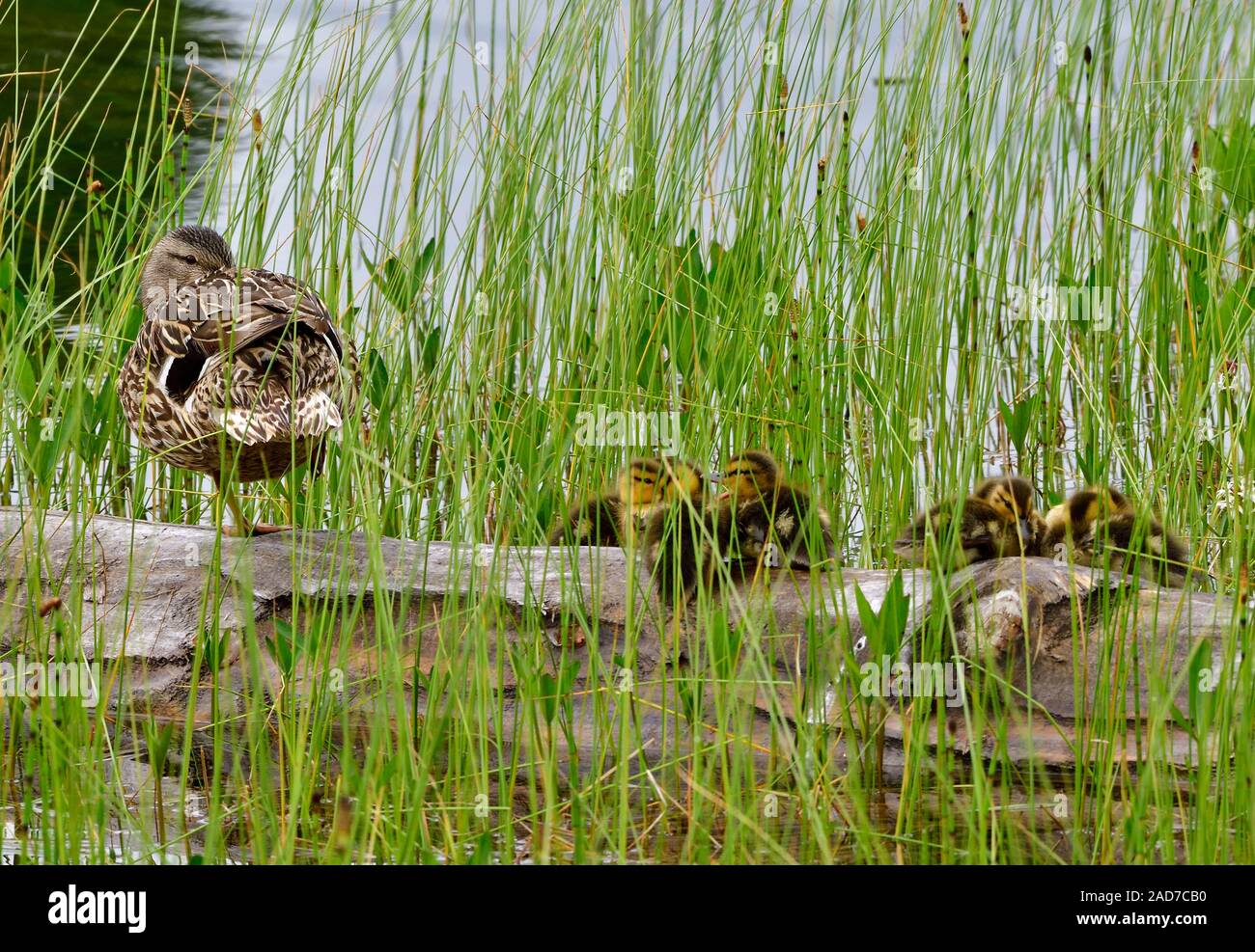 A mother mallard duck 'Anas platyrhynchos', with her brood of new ducklings resting on a sunken log in the tall grasses of Maxwell Lake in Hinton Albe Stock Photo