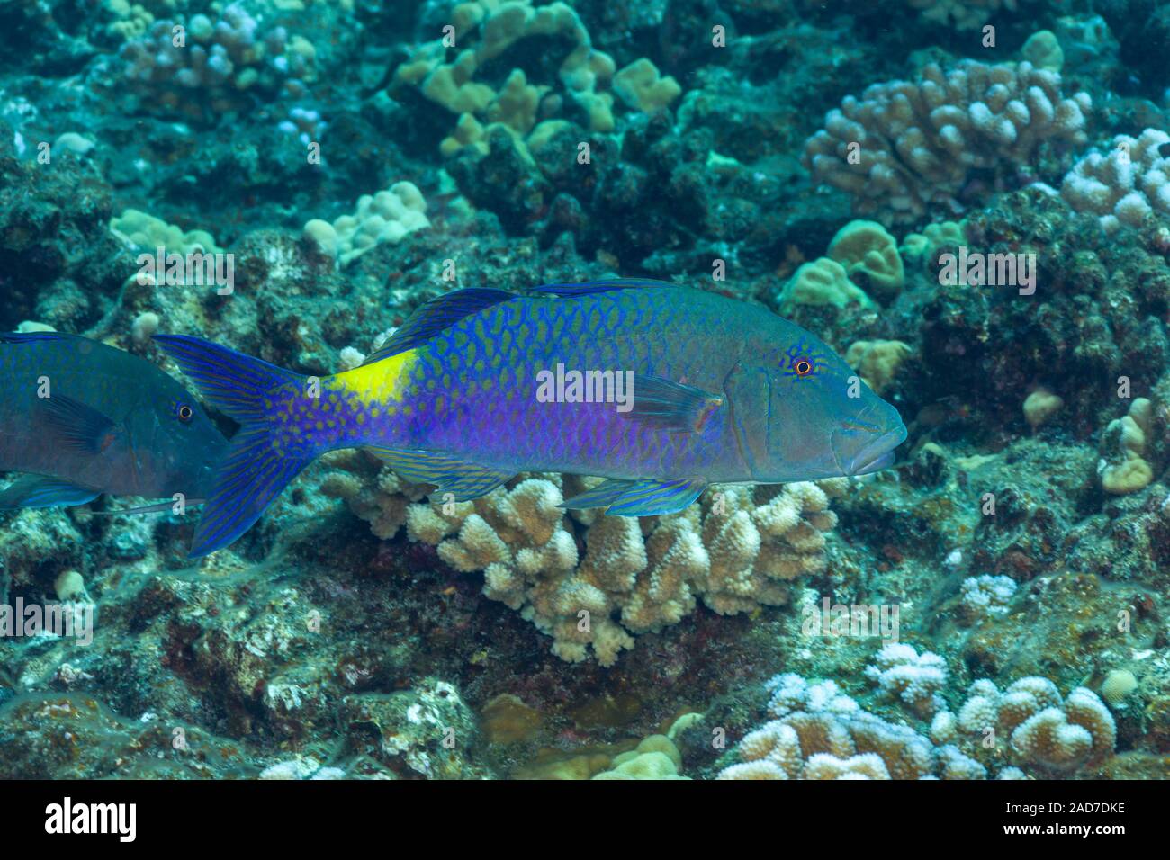 The blue goatfish, Parupeneus cyclostomus, is also known as the yellow or goldsaddle goatfish, Hawaii. Stock Photo