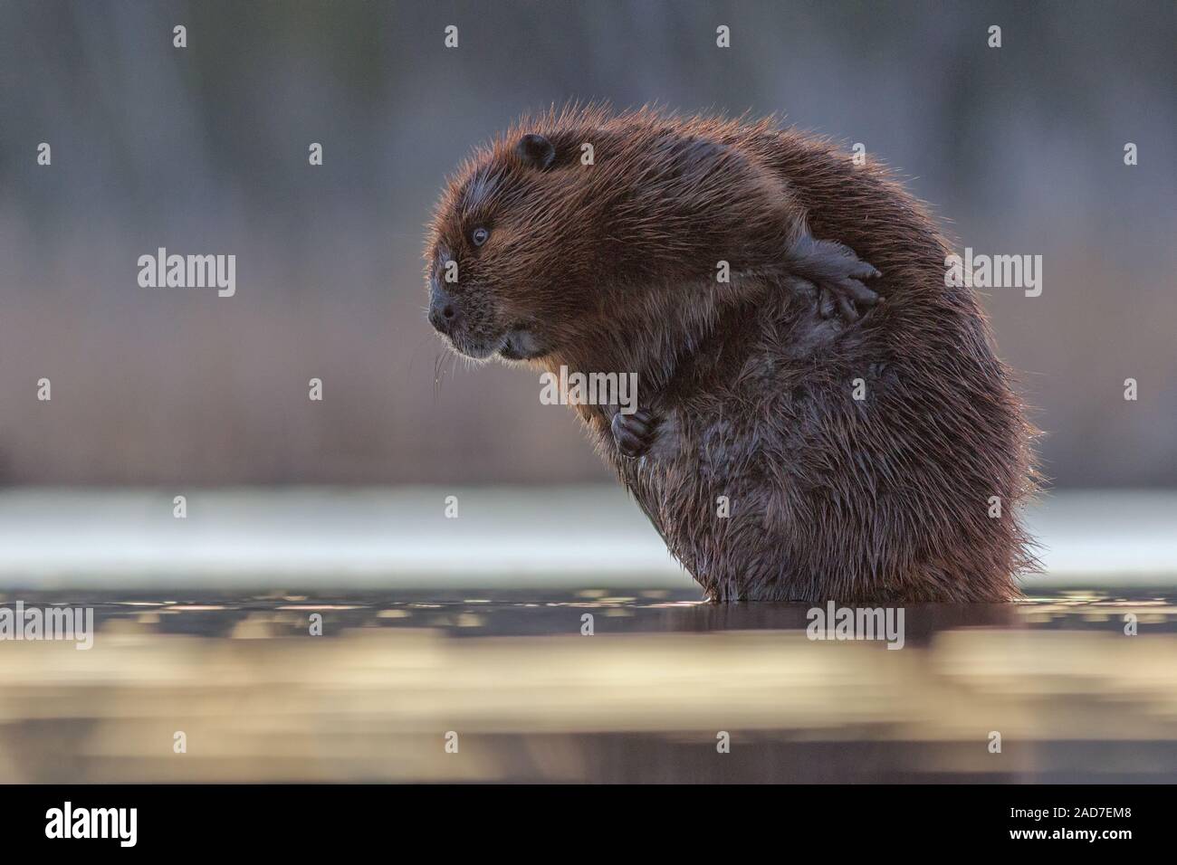 A Beaver cleans its fur on the edge of the ice. Stock Photo