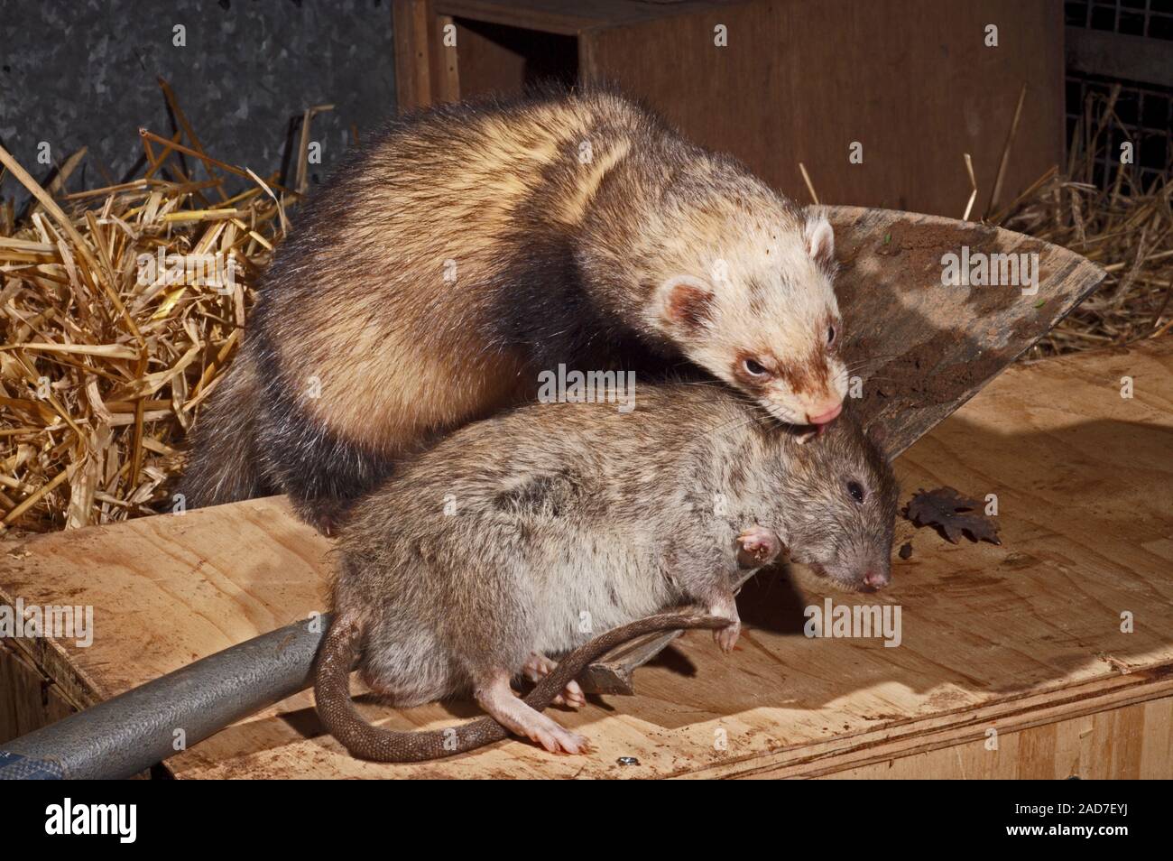 POLECAT FERRET Mustela putorius furo with dead Brown Rat (Rattus norvegicus) prey. UK Stock Photo