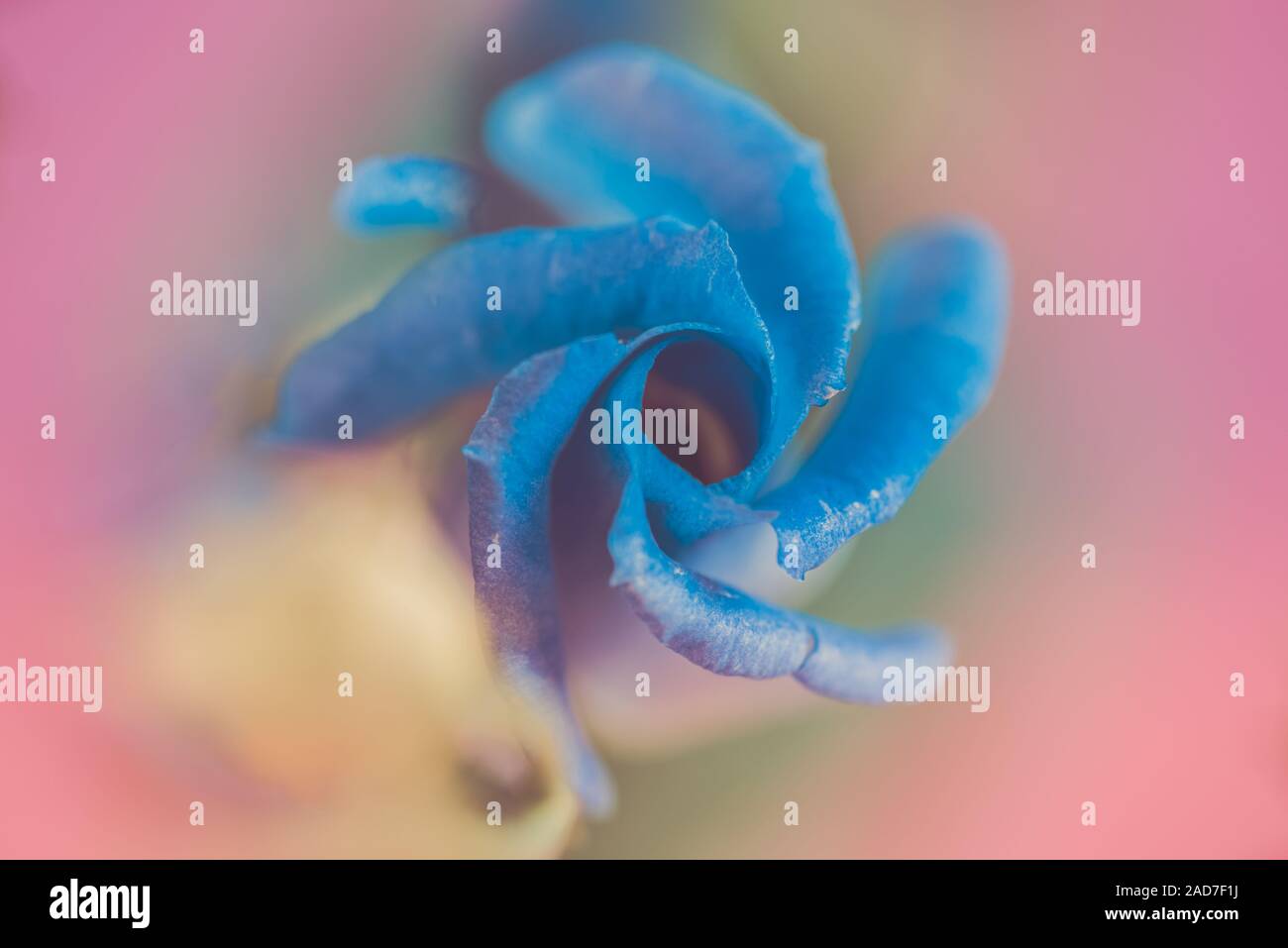 Areal view to the lisianthus in retro style Stock Photo
