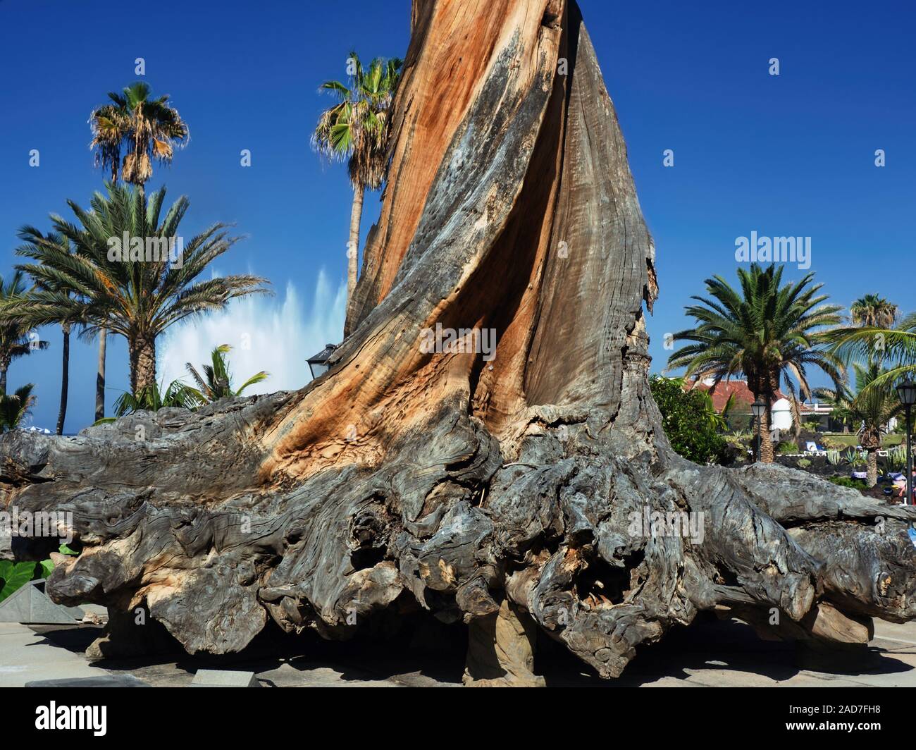 A very old and huge deadwood trunk of a eucalyptus tree. It is without bark, twice twisted trunk and enormous root beginnings. As a symbol in the city Stock Photo