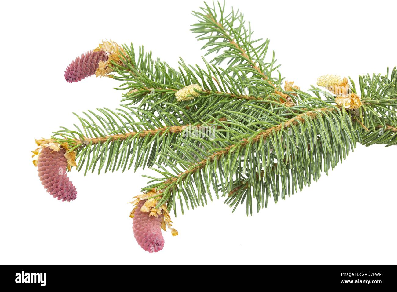 Young fir cones on white background Stock Photo