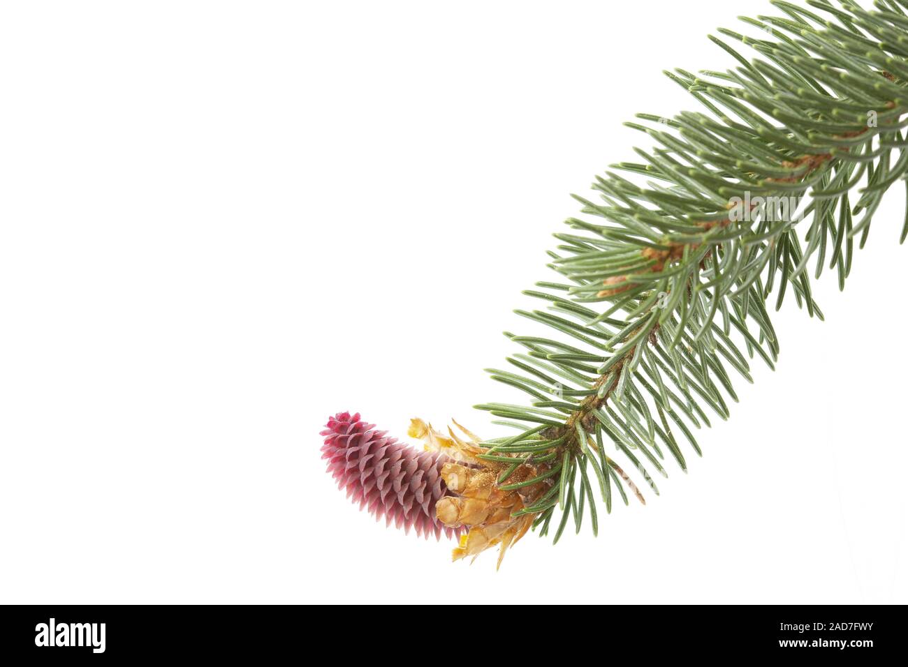 Young fir cone on white background Stock Photo
