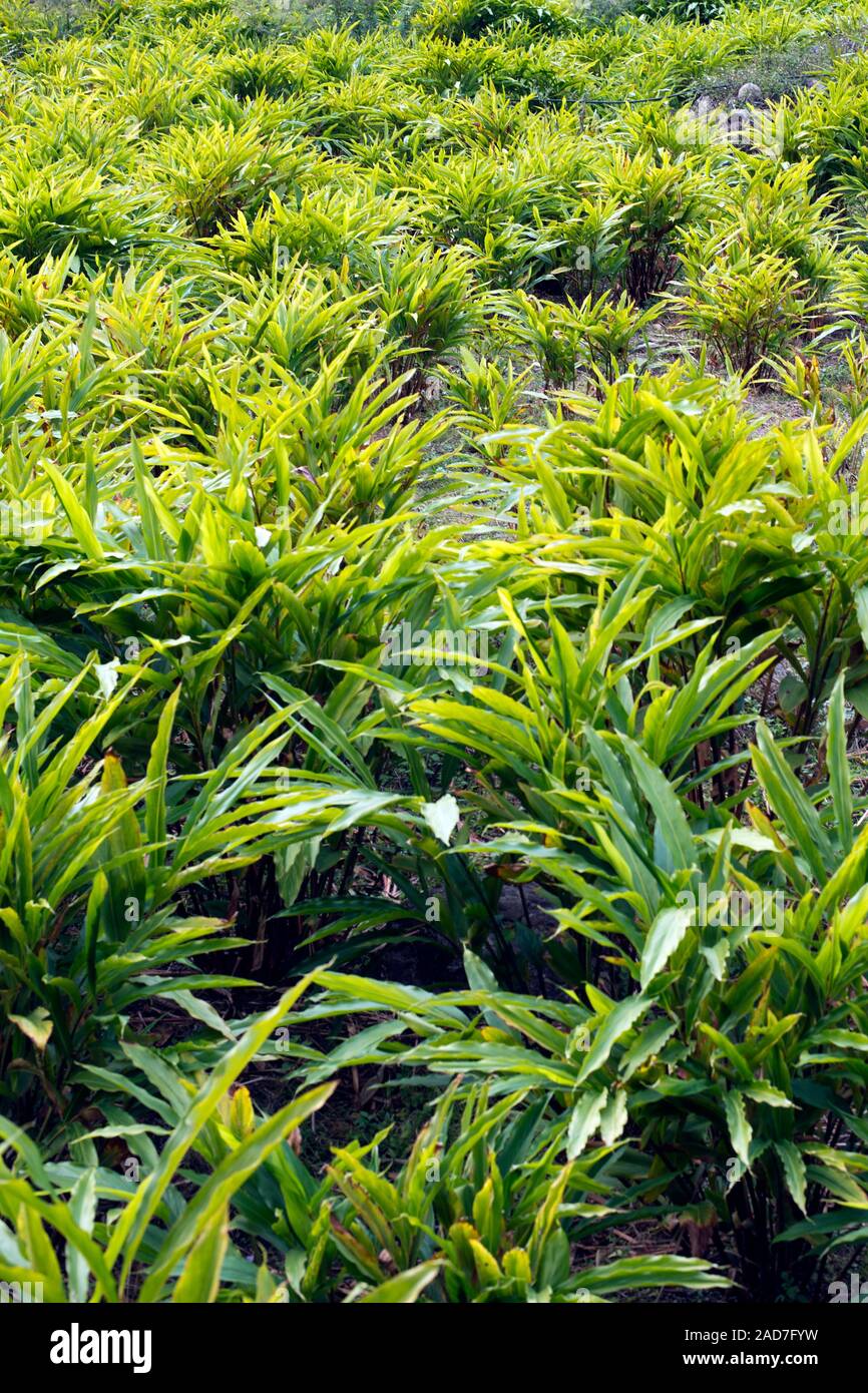 Cardamom Plantation High Resolution Stock Photography and Images Alamy