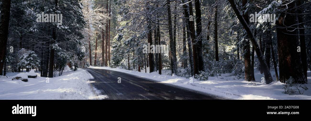 Empty road across snow-covered forest in Yosemite National Park, California, USA Stock Photo