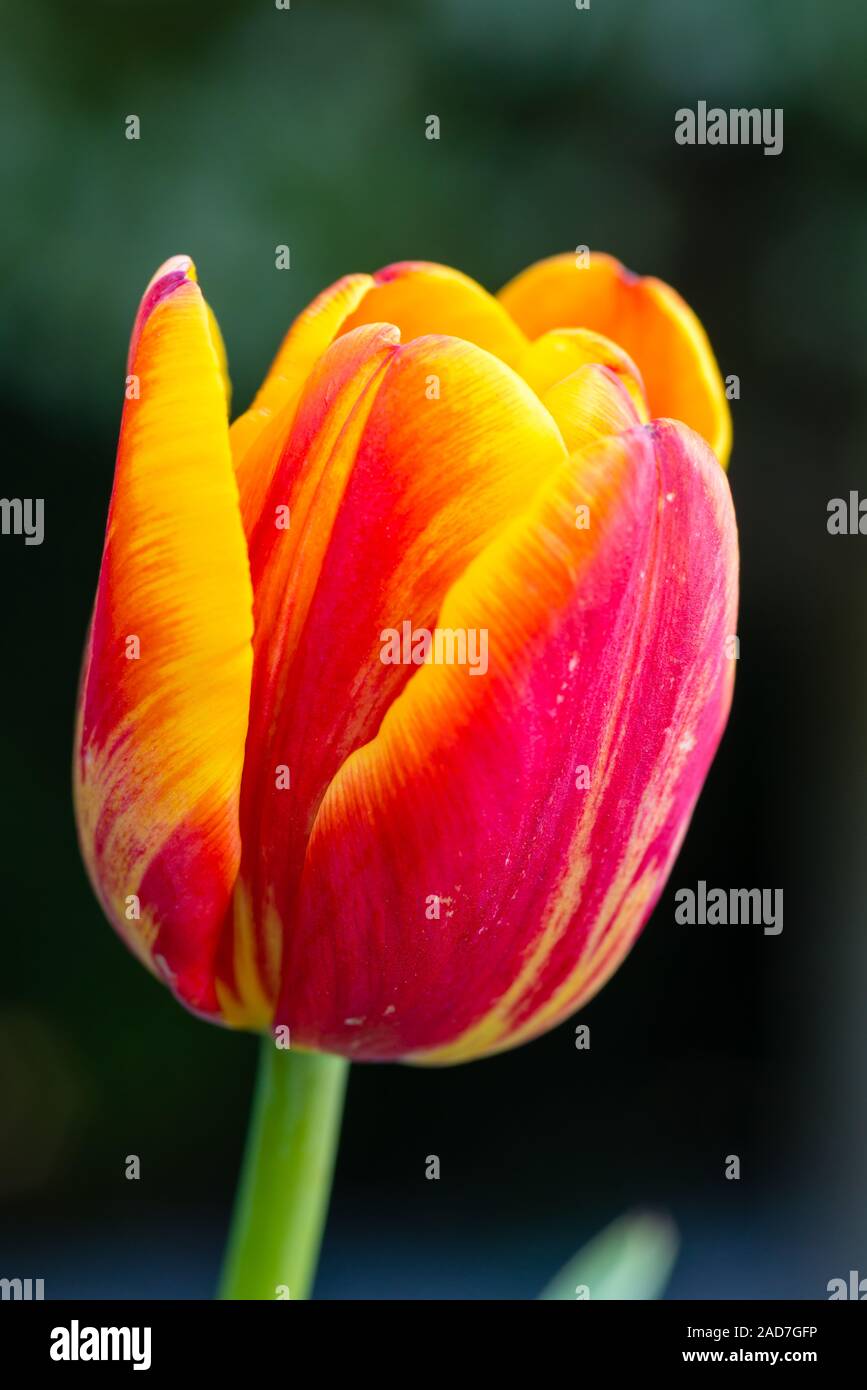 Beautiful tulip close-up, spring flowers tulips blossom in the garden, orange - yellow tulip Stock Photo