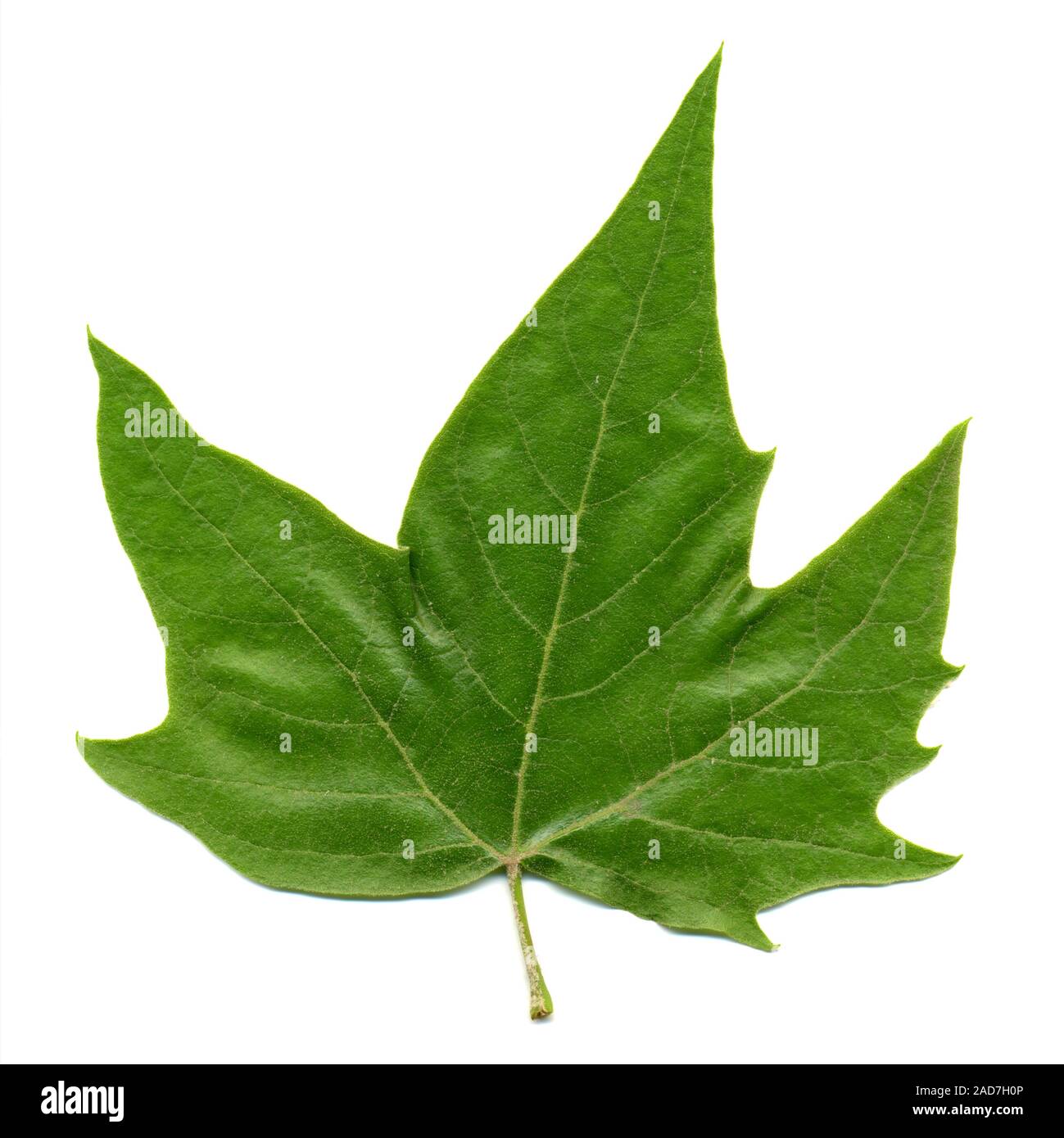 front side of plane (Platanus) tree leaf isolated over white Stock Photo
