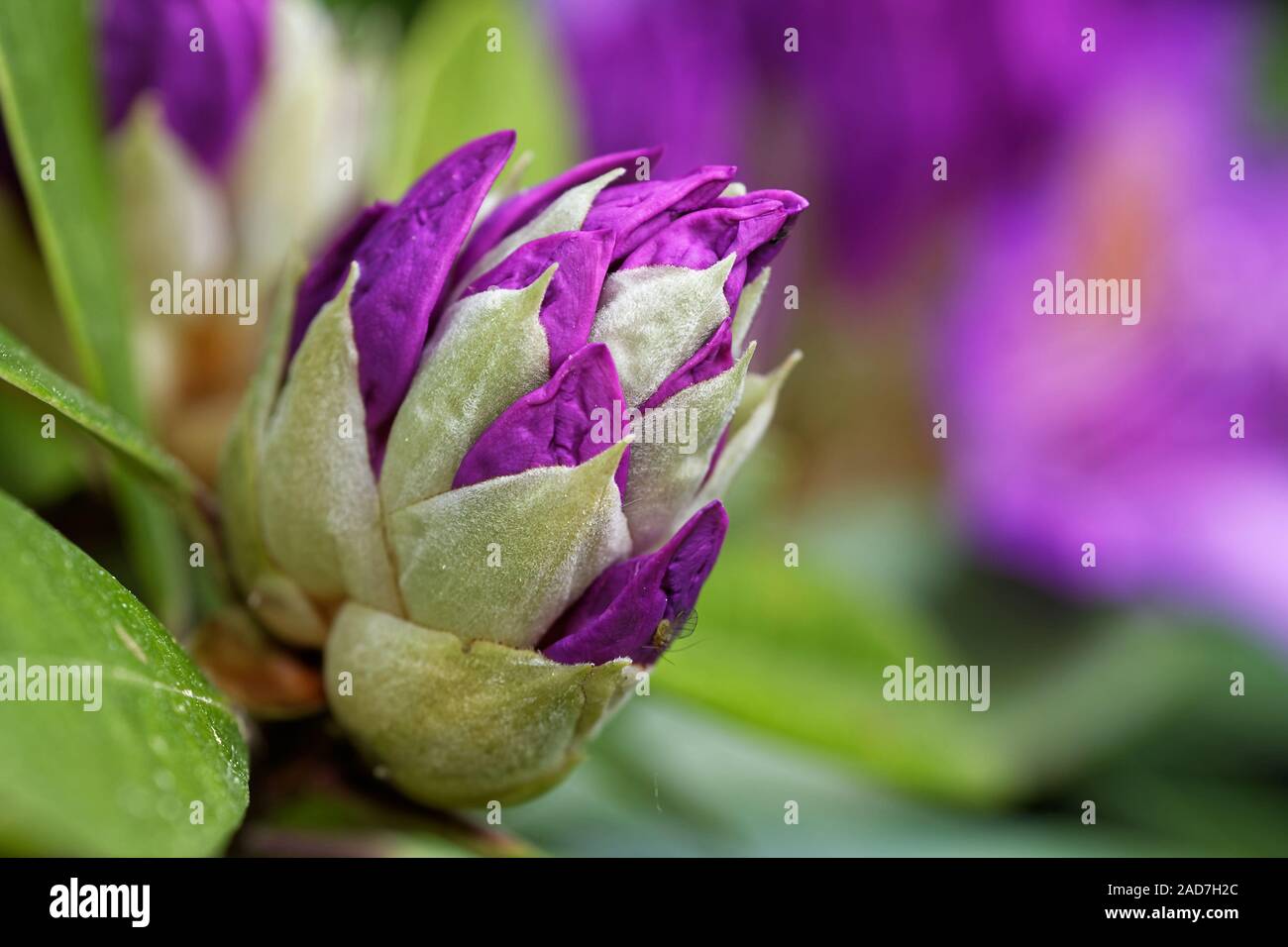 Spring Rhododendron Beautiful spring landscape rhododendron hi-res stock photography and ...