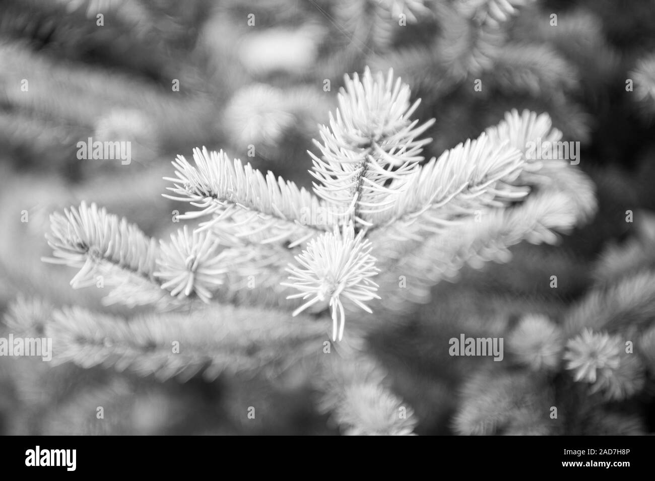 Christmas season is coming. Coniferous evergreen spruce tree. Spruce or conifer plant. Spruce fir or needles on blurred natural background. Branches of pine spruce. Holiday celebration. Stock Photo
