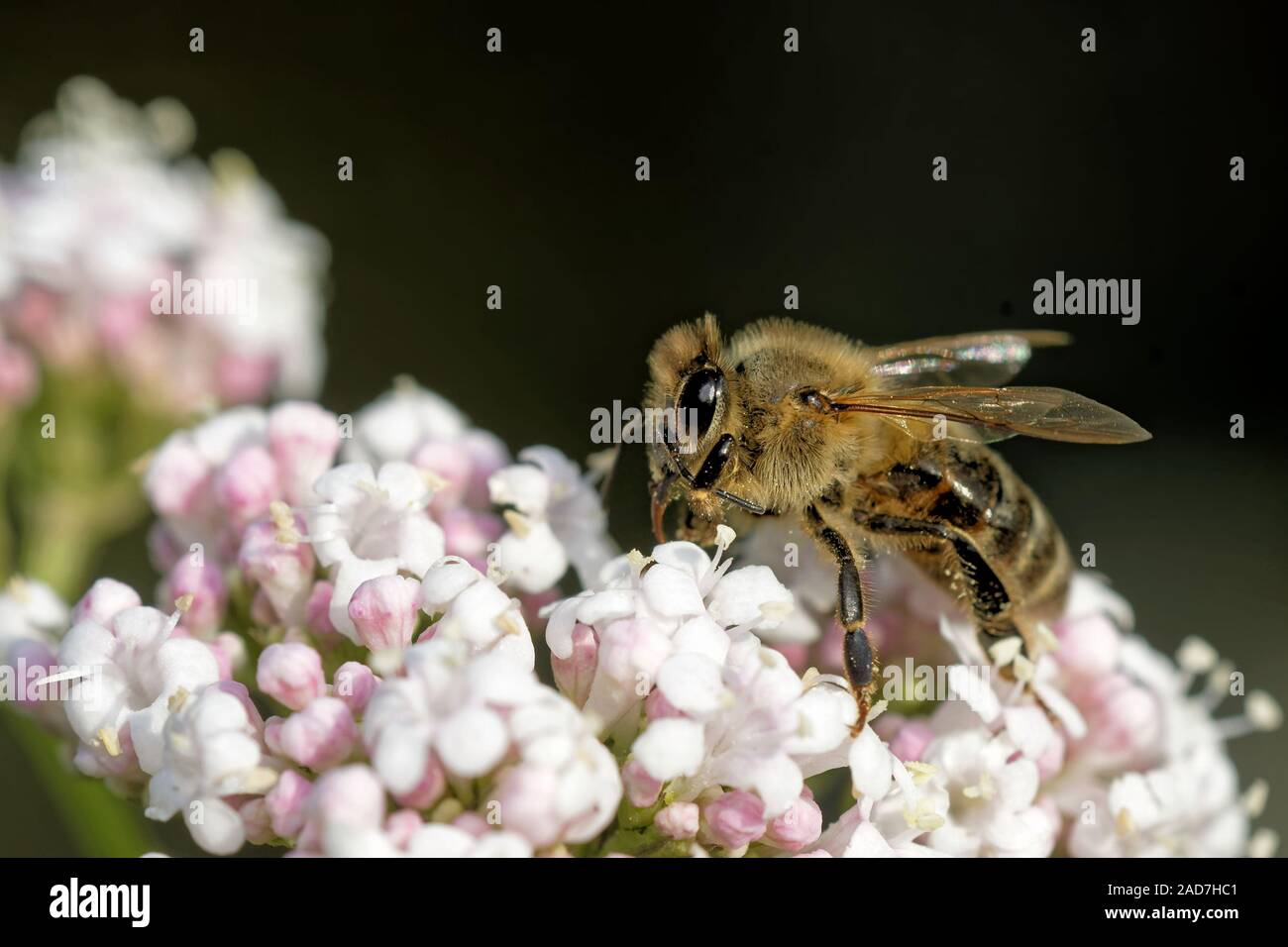 Bee at valerian Stock Photo Alamy