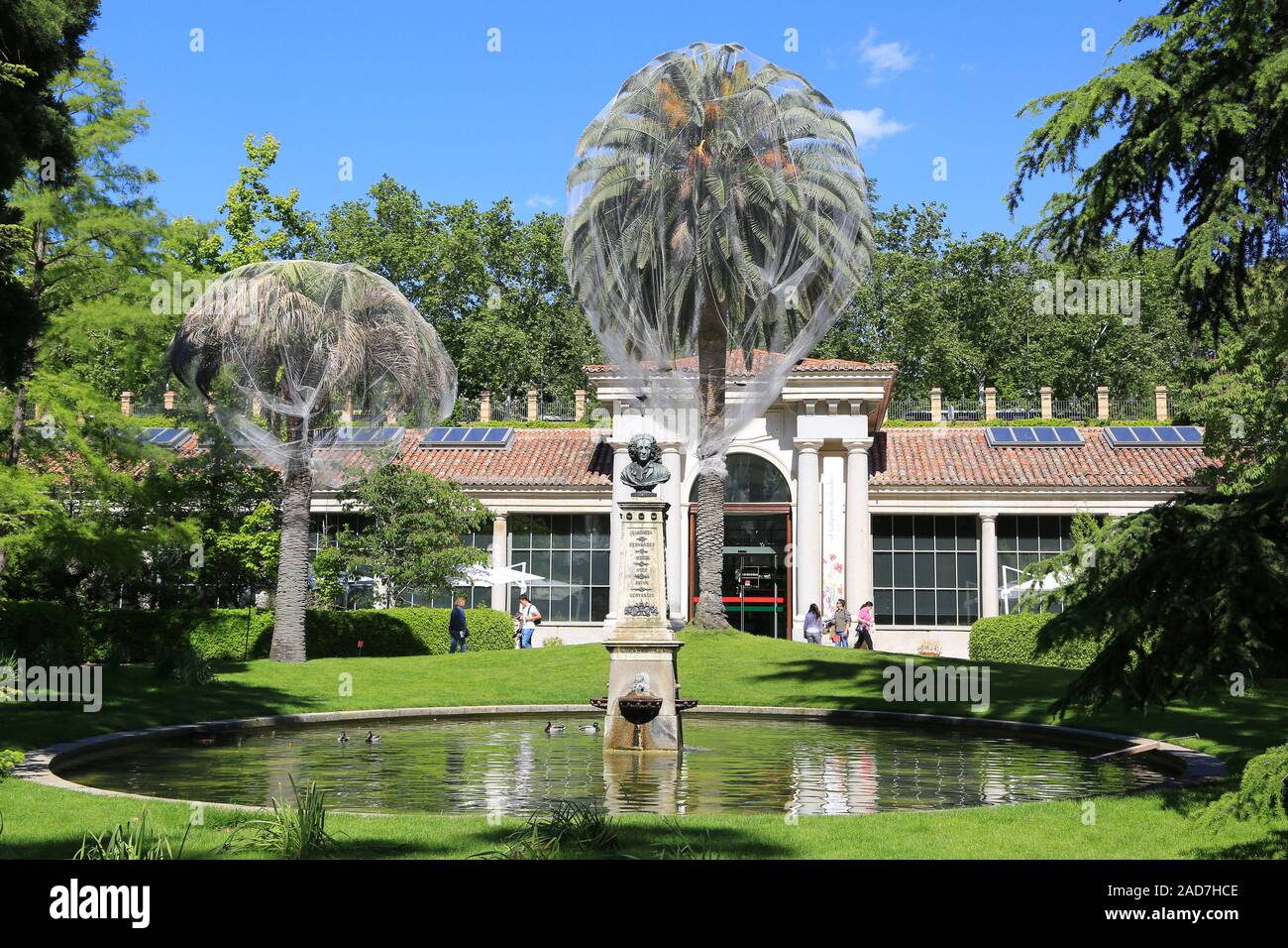 Madrid, Botanical garden, Canary date palm, protection against palm pest Paysandisia archon Stock Photo