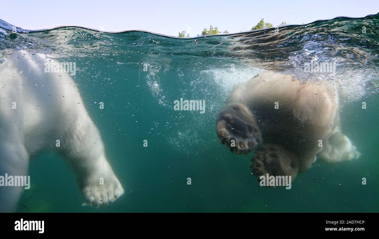 Two polar bear swimming underwater. Close up shot Stock Photo