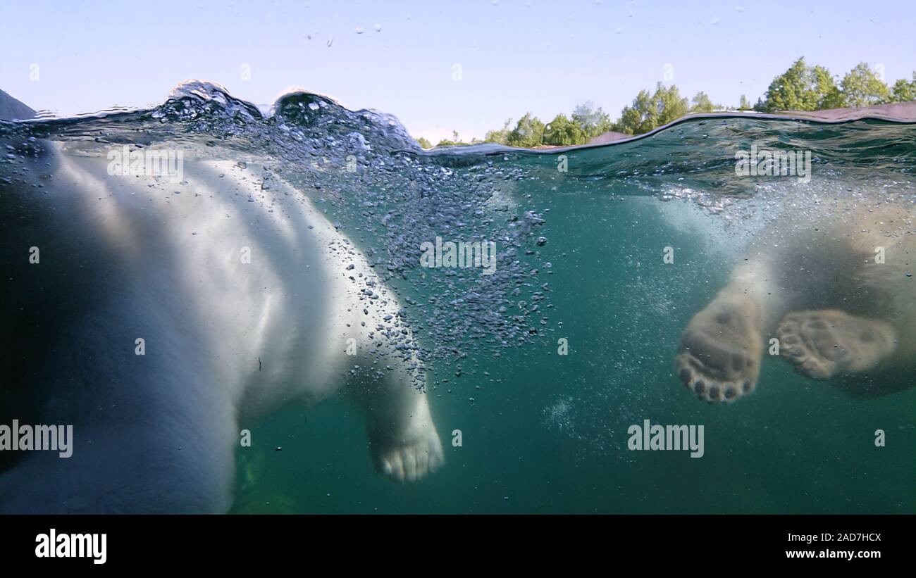 Two polar bear swimming underwater. Close up shot Stock Photo
