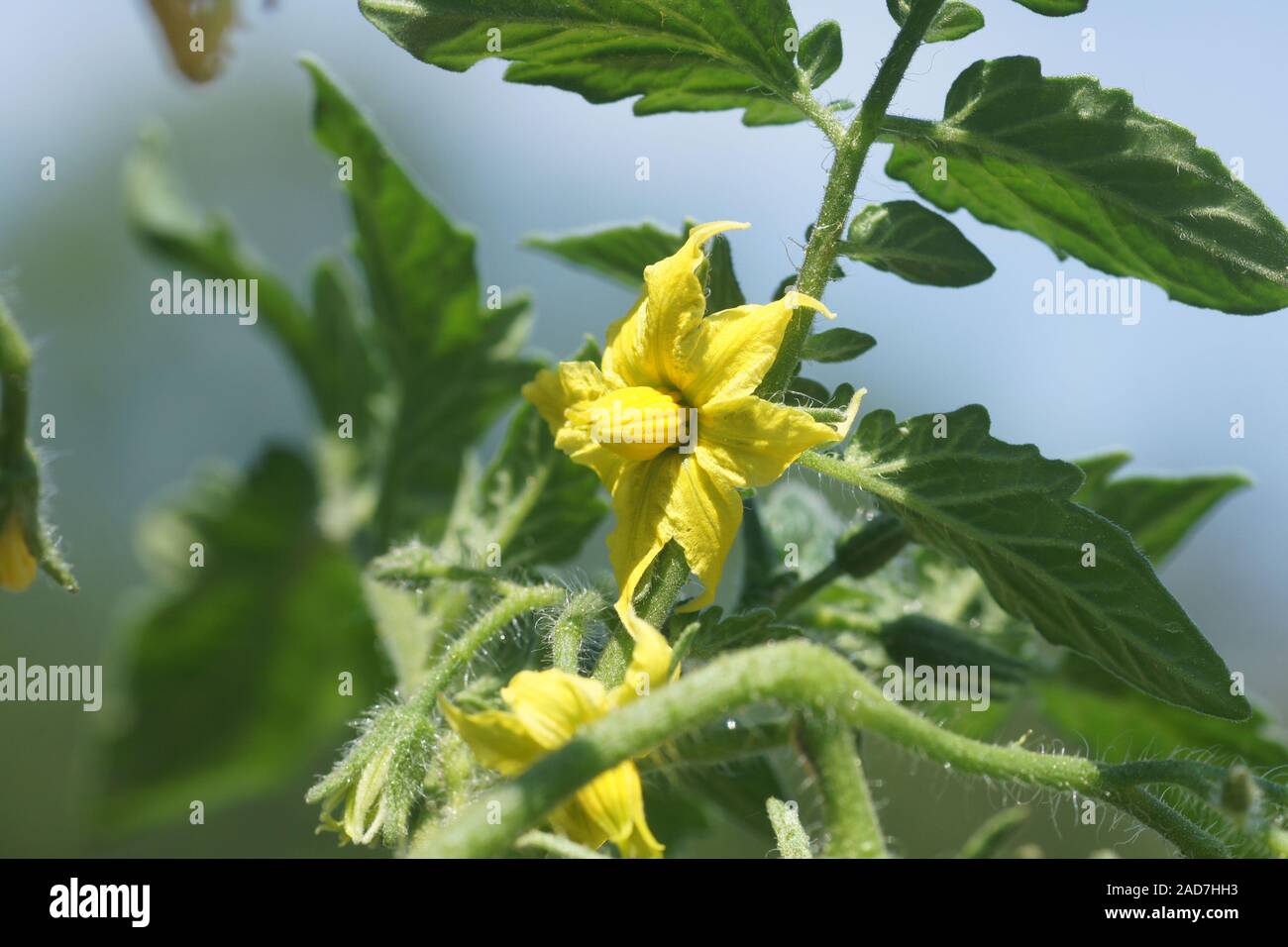 Solanum lycopersicum, Tomato, blossom Stock Photo