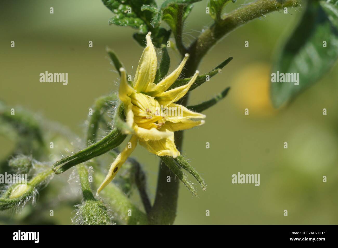 Solanum lycopersicum, Tomato, blossom Stock Photo