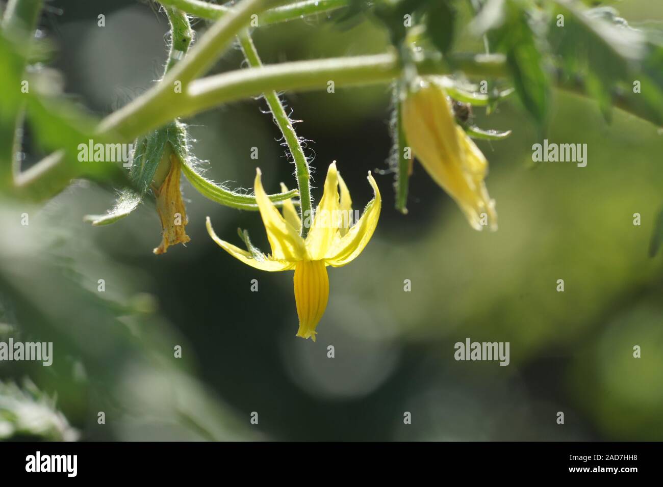Solanum lycopersicum, Tomato, blossom Stock Photo
