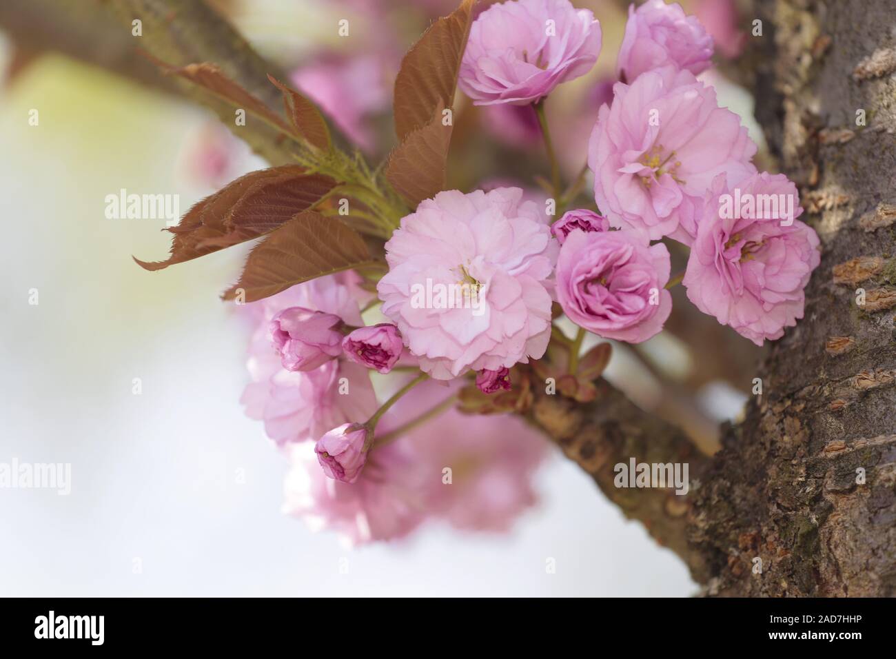 Ornamental cherry trees hi-res stock photography and images - Alamy